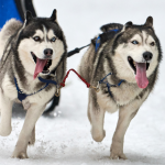 Knik 100 Bruce Braden Sled Dog Race